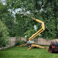 Trusted Carthage, TX Tree Removal Services Experts